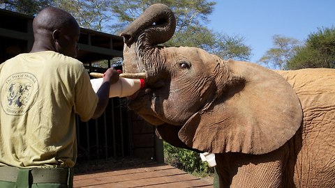 Orphaned Baby Elephants To Be Reintegrated To The Wild At New Sanctuary