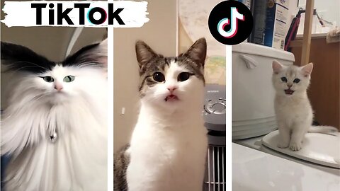 Funny & Cute Cats Compilation (TikTok) #shorts 😻