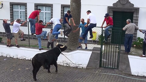 Tourada JAF - Raminho - Touros (385,383,366,396) - 3Set2015 - Ilha Terceira - Açores - Portugal