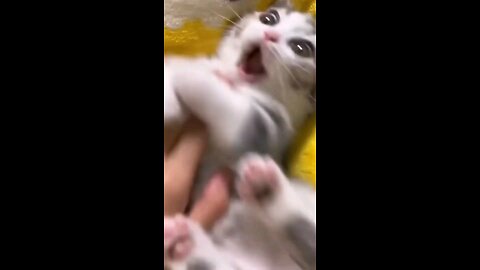 The Ultimate Funny Cats Compilation 2024 | Hilarious Moments & Cute Antics