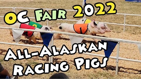 All Alaskan Racing Pigs OC Fair 2022