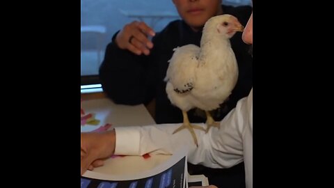 IP2 Stories - Vitaly Poses as a Waiter Catches a Chomo! Trolls Him With a Live Chicken!