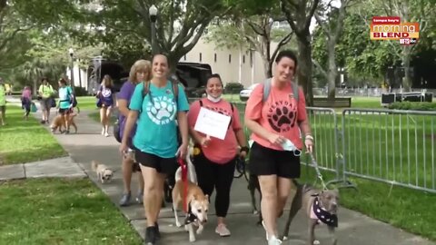 SPCA Tampa Bay Pet Walk | Morning Blend