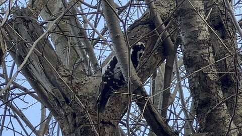 Hairy woodpecker busy