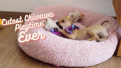 CUTE Chihuahua Plays In Her Bed - Funny Puppy Dog Video