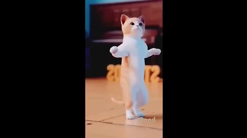 cat dance