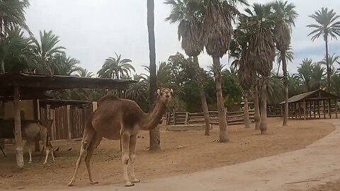 Elche Zoo's Hidden Gems: Prepare to Be Amazed!"