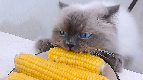 My Cat So Cute When She Eat Corn! Ragdoll Cat Isa