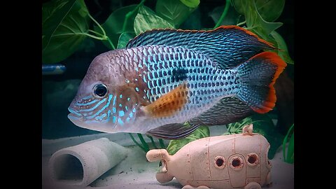 polar parrot fish babies and parents