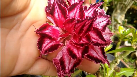 cereja do Rio grande vermelha (eugenia involucrata )produzindo em vaso é Riana (feliz dia dos pais)