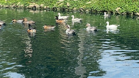 Hot Ducks Cold Water