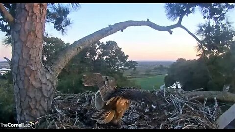 Mom Returns In Time For Dinner 🦉 3/17/22 19:26