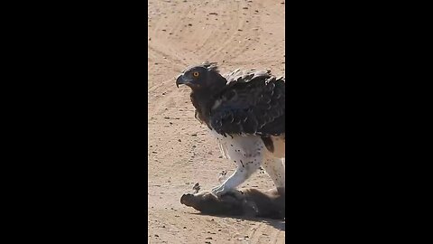 big eagle catch his food from the road 😱