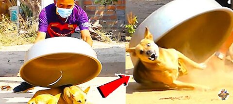 Aluminum Box vs Prank Dog Very Funny Must Watch Funny Comedy New Prank With Try To Stop Laugh