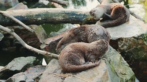 Otters resting on the rocks. Pool in the background