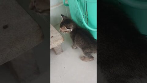 kitten drink milk from bottle, cute Kitten, baby cat, kitten 2022 #trending #viral #viralvideo