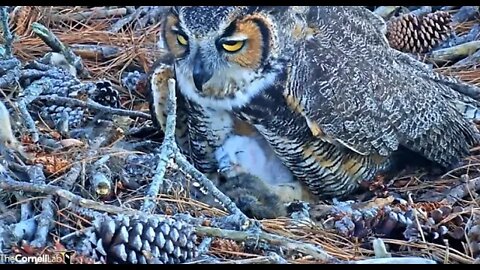 Dinnertime For Mom & Her Owlet 🦉 2/24/22 18:17