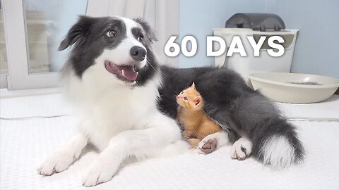 Rescued Tiny Kitten Grows Up Believing He’s a Big Dog | Day 1 to 60