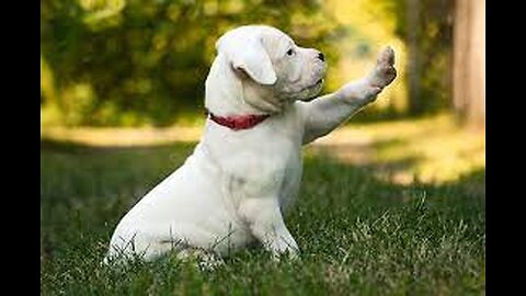 Dogo Argentino Puppy