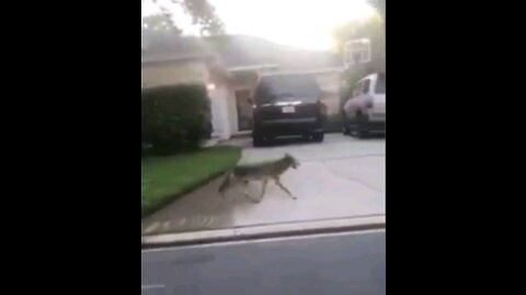 Coyote Sighting In Atlantic Beach, FL