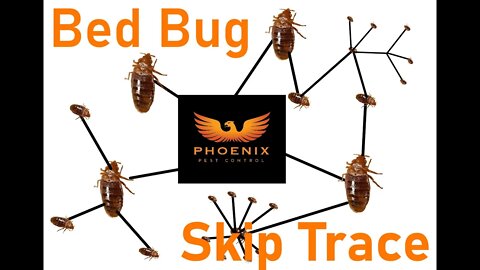 Bed Bug Skip Trace #whatbugsme