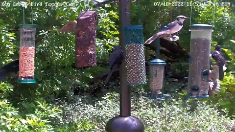 Blue Jay uses swing