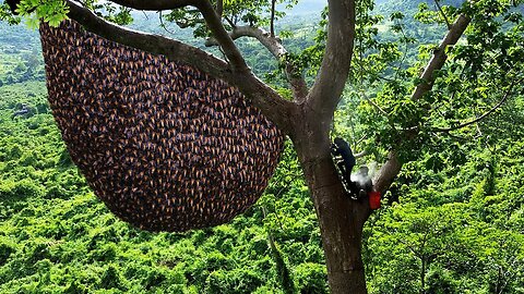 Primitive Technology: Amazing Catch A Giant HoneyBee For Food In The Big Tree