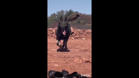 Dog Running