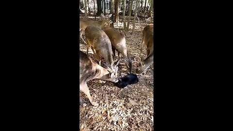 Found a herd of deer licking cat