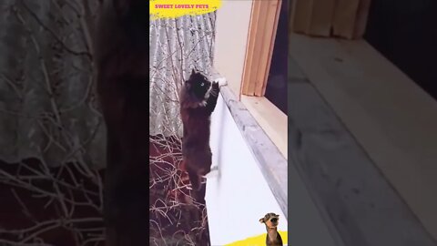 😱 Incredible 🐈‍⬛ Cat Mission Impossible #Shorts