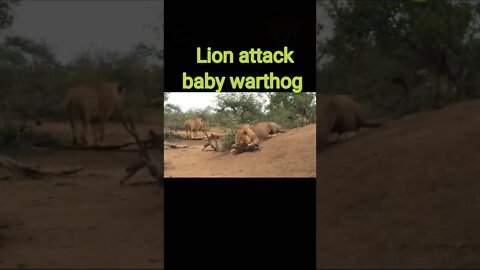 Lion attack baby warthog 2022 #shorts #youtubeshorts #shortvideo