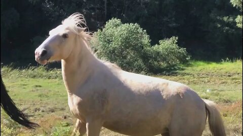 The brumbies come galloping up to start their hay hunt