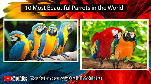 10 Most Beautiful Parrots in the World