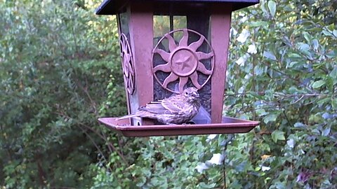 Black Headed-Grosbeak (Pheucticus)