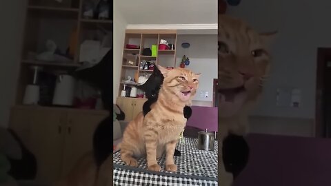 Cats compilation.