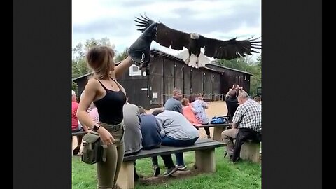 An Eagle In Slow Motion