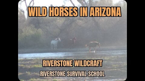 Herd of Wild Horses in Arizona