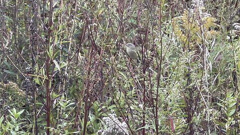 Warbler bird variety of Toronto Canada