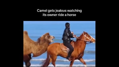 Camel Gets Jealous Of It's Owner Riding A Horse