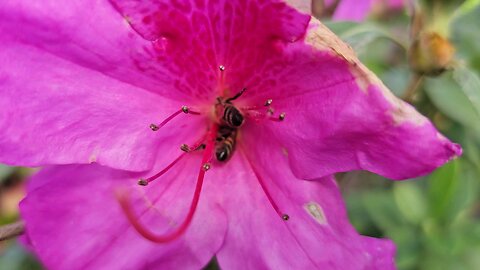 pollination