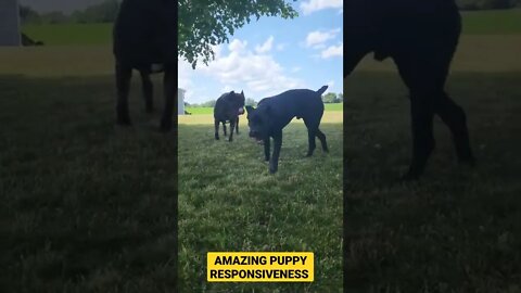 Puppies AMAZING Response #shorts #viral #puppy #pets #funny