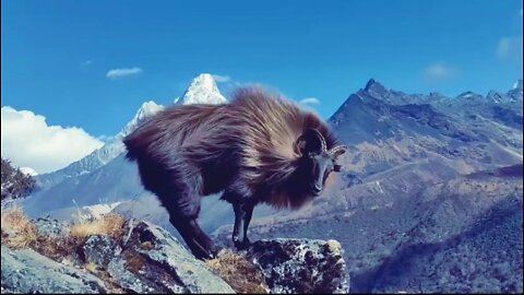 Goats with different faces found in the Himalayan region of Nepal