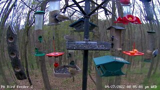 Need bird ID 4/27/2022