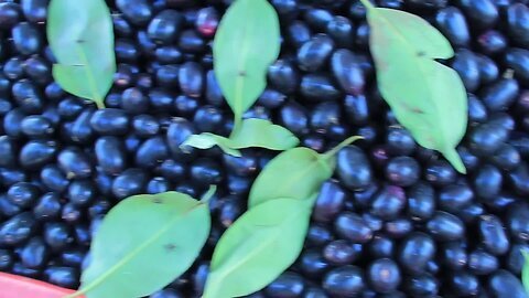 Benefits of jamun