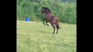 Frisky colt ready to play