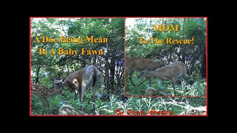 Mom saves a Fawn from a mean Deer