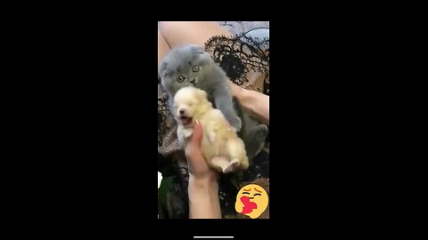 Adorable cute animal video