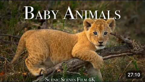 Baby animal clip/Amazing world of young animal #