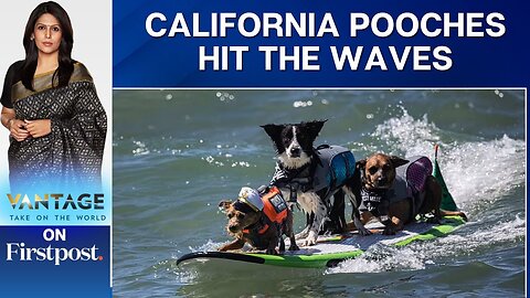 California Dogs Practice for Annual Dog Surfing Competition | Vantage with Palki Sharma