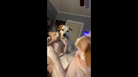 Funny_cat_and_dogs_😂😂_episode_113_#shorts_#funny